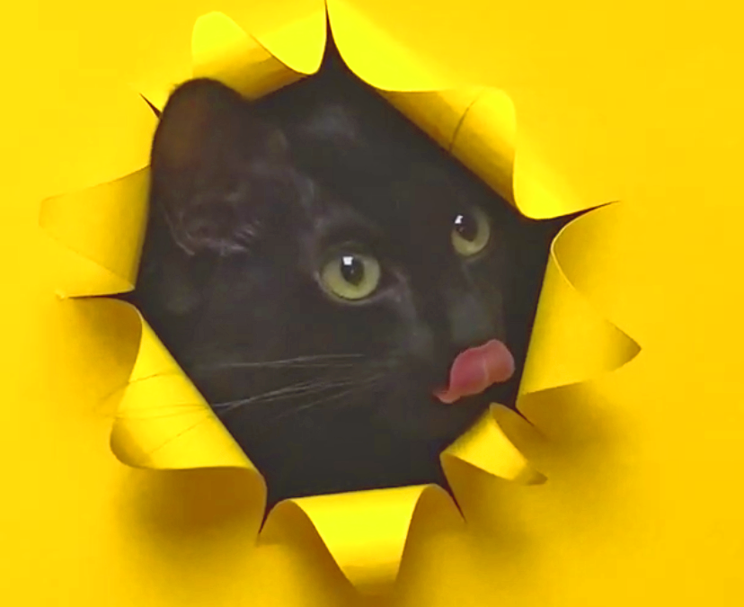 Donner sa langue au chat